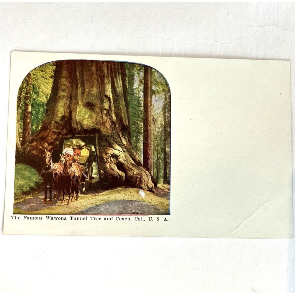 Wawona Tunnel Tree Yosemite NP Postcard Mariposa Grove California Horse Carriage